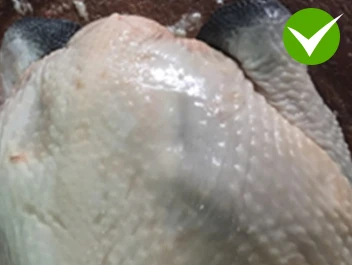 真食補蛋前雞皮膚