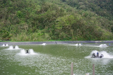 無毒養殖鱸魚