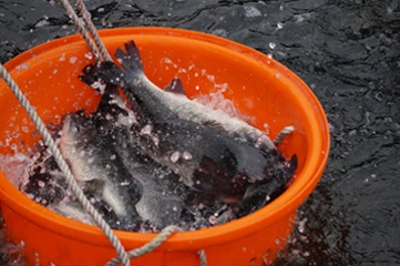 無毒養殖鱸魚