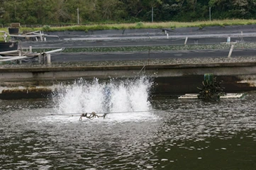 無毒養殖鱸魚