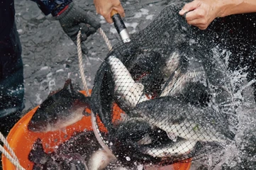 無毒養殖鱸魚