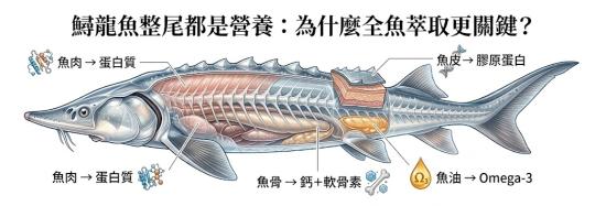 鱘龍魚各部位營養完整解析：從魚肉、魚皮到魚骨